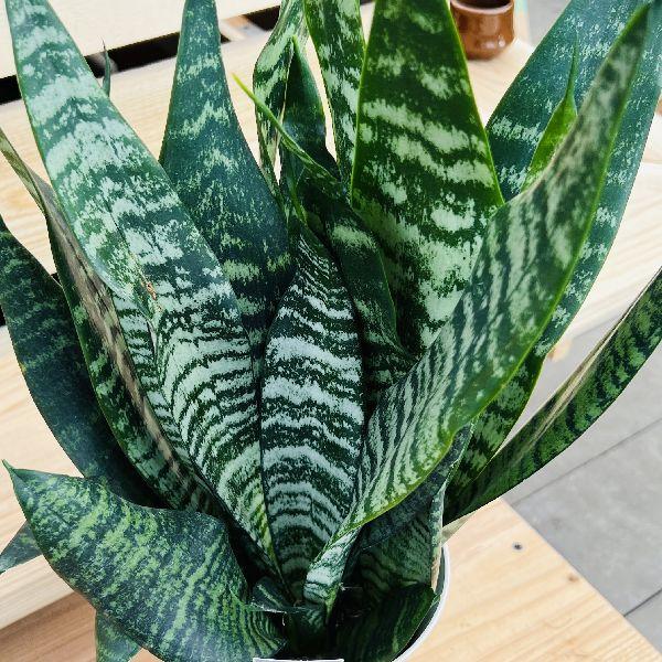 綺麗です　観葉植物 室内　サンスベリア ゼラニ サンスベリア・ゼラニカ 9号鉢 観葉植物と植木鉢の専門店cocolate