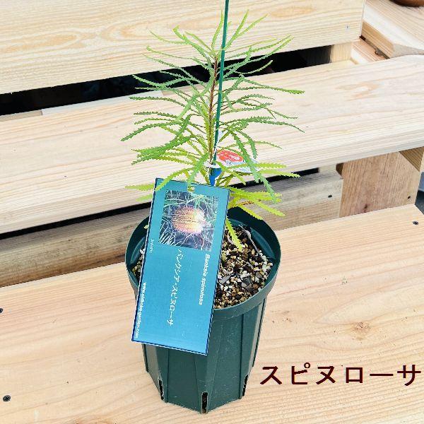 おしゃれ 観葉植物 鉢花 選べる苗：バンクシア*セミヌダ スピヌローサ ロブール Banksia オージープランツ｜y-bonsai｜02