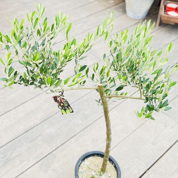 おしゃれ 観葉植物 選べる：オリーブの木 ミッション 7号*現品