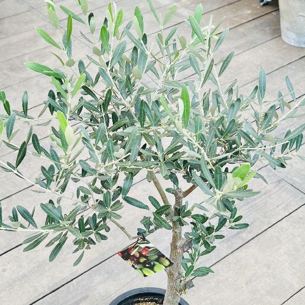 希少》SOUJU 創樹 オリーブ ミッション Mサイズ 観葉植物 calm