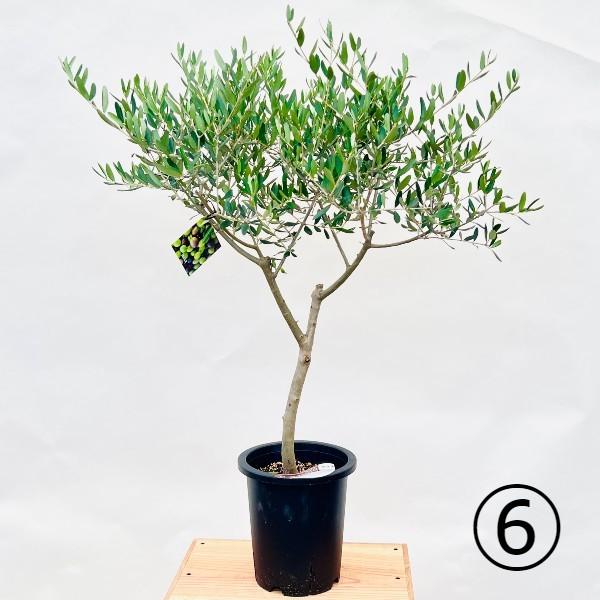 おしゃれ 観葉植物 選べる：オリーブの木 ルッカ 7号*現品 SOUJU 創樹