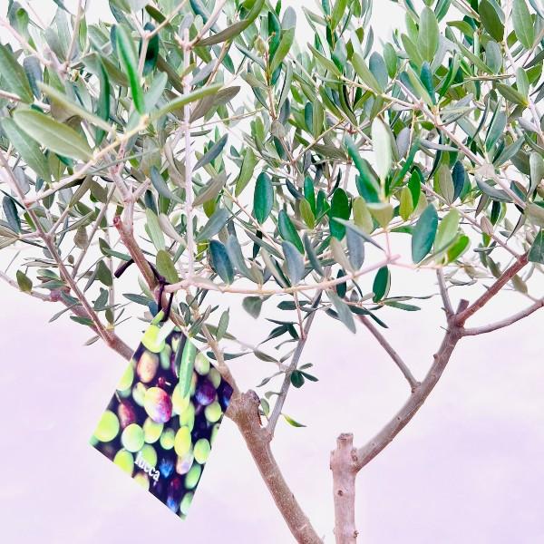 おしゃれ 観葉植物 選べる：オリーブの木 ルッカ 7号*現品 SOUJU 創樹