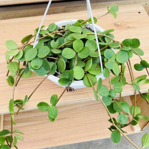 おしゃれ 観葉植物：ペペロミア ホープ*Peperomia Hope 吊り鉢 6号