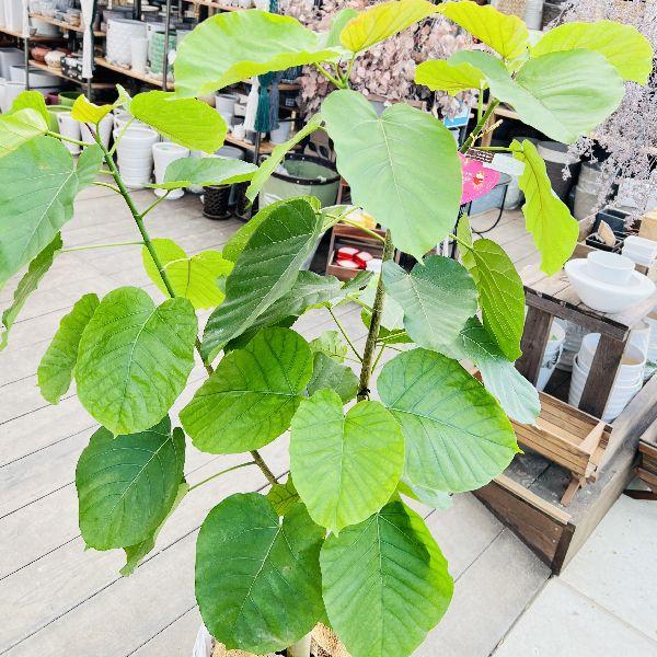 おしゃれ 観葉植物：フィカス ウンベラータ*カゴ 麻布 大型佐川急便