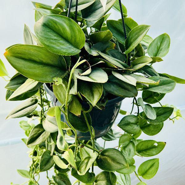 L　スキンダプサス　トレビー PLANCHU 観葉植物 スキンダプサス トレビー 6号鉢 受け皿付き 育て方