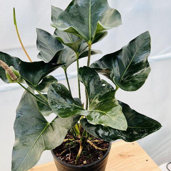 おしゃれ 観葉植物：アンスリウム アロー*7号 プラポット