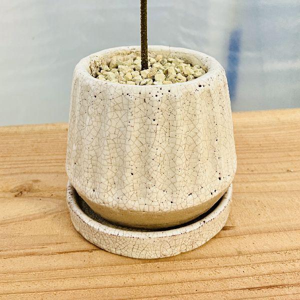 ネムの木　エバーフレッシュ　鉢皿付き　種付き おしゃれ 観葉植物：エバーフレッシュ 鉢植え 受皿付*ネムノキ