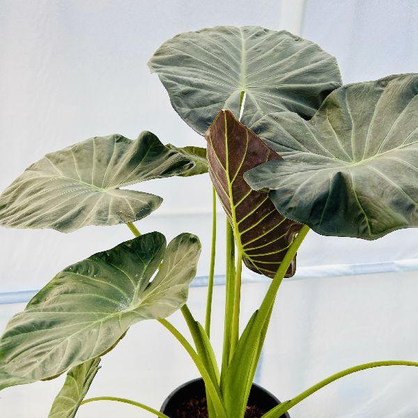おしゃれ 観葉植物：アロカシア*Alocasia 8号 プラポット : 遊恵盆栽