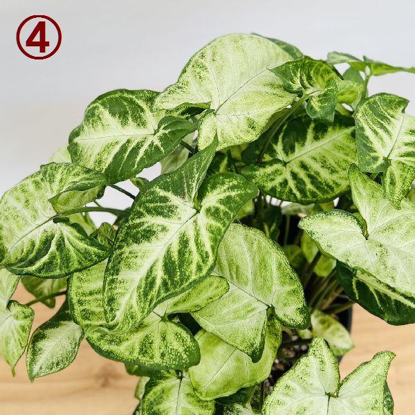 白斑入り　シンゴニウム　水耕　抜き苗　観葉植物　シンゴニューム 白斑入り シンゴニウム 水耕 抜き苗 観葉植物 シンゴニューム