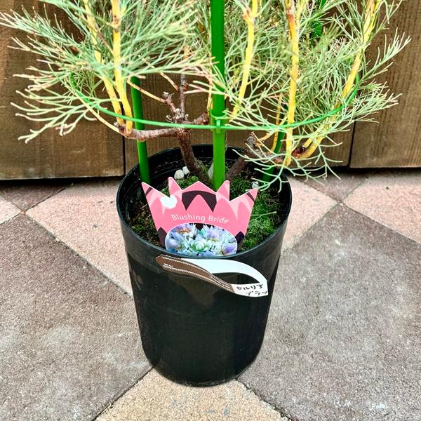 ジョーイセルリア ブラッシングブライド おしゃれ 観葉植物 花苗 ジョーイセルリア ブラッシングブライド おしゃれ 観葉植物 花苗