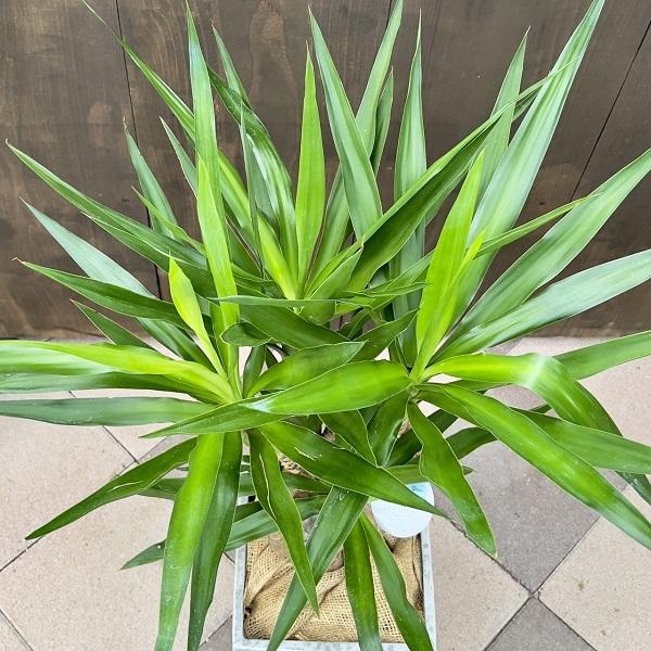 観葉植物 ユッカブランチ