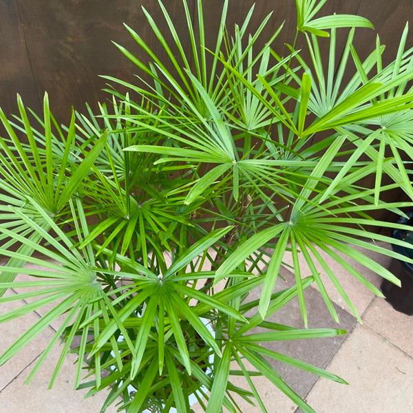 雲南シュロ竹　7号サイズ　受け皿付き ウンナンシュロチク 7号☆【大きな観葉植物専門店 ガーデン