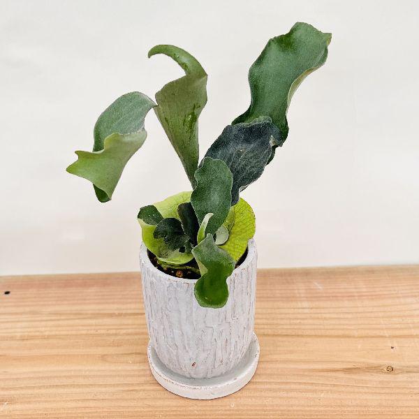 おしゃれ 観葉植物 鉢色選べる：ビカクシダ コウモリラン ネザーランド