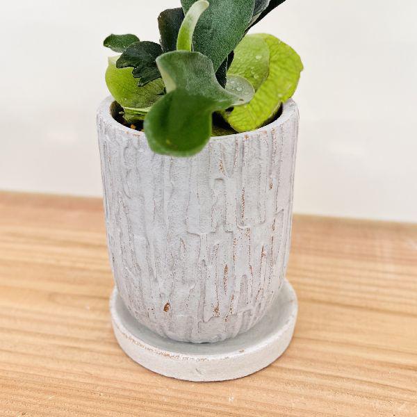 おしゃれ 観葉植物 鉢色選べる：ビカクシダ コウモリラン ネザーランド
