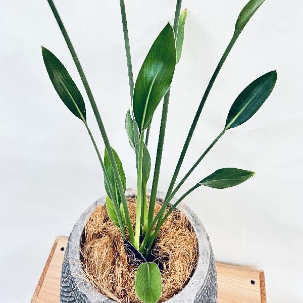 おしゃれ 観葉植物：ストレリチアユンケア*ノンリーフ 鉢植え シュロ皮