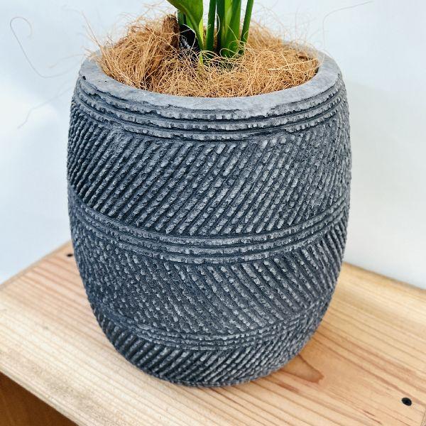 おしゃれ 観葉植物：ストレリチアユンケア*ノンリーフ 鉢植え シュロ皮