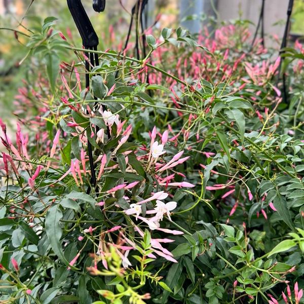 ハゴロモジャスミン　苗　花木　観葉植物 18357_1.jpg