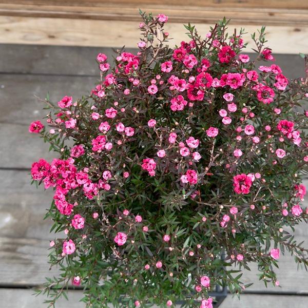 おしゃれ 観葉植物：ギョリュウバイ*御柳梅 5号 プラポット : 遊恵盆栽