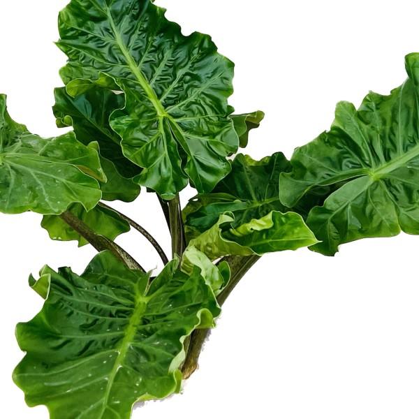 おしゃれ 観葉植物：アロカシア ローライダー*Alocasia 7号 プラポット