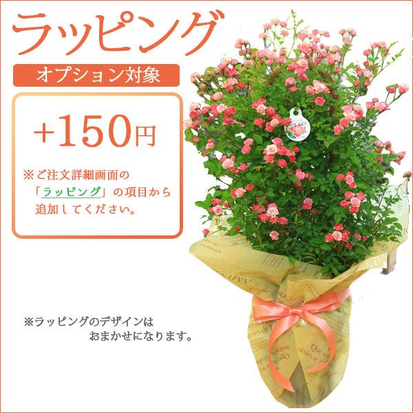 アロカシア  ローライダー　観葉植物 PLANCHU 観葉植物 アロカシア ローライダー 8号スリット鉢 受け皿付き