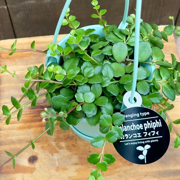 観葉植物 多肉植物：カランコエ フィフィ*3.5号 吊り鉢 【開花終了しま