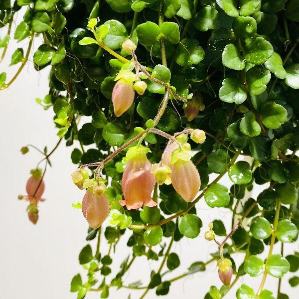 観葉植物 多肉植物：カランコエ フィフィ*3.5号 吊り鉢 【開花終了しま