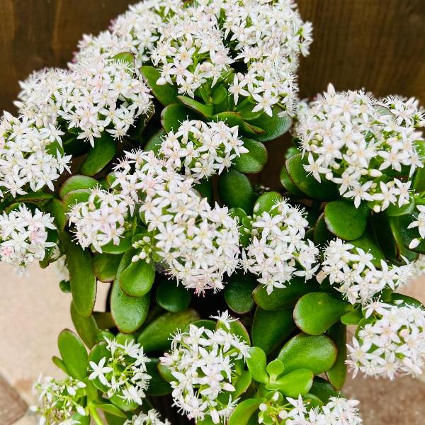 おしゃれ 観葉植物：金のなる木 花月*5号 プラポット 多肉植物