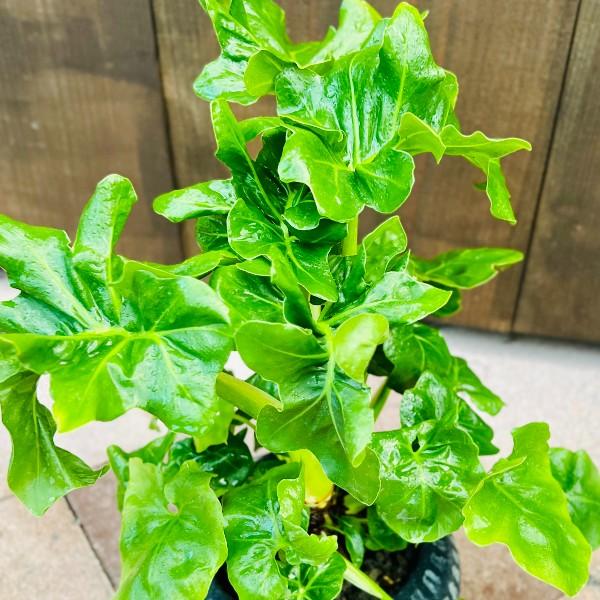 おしゃれ 観葉植物 鉢色選べる：フィロデンドロン セローム スーパー