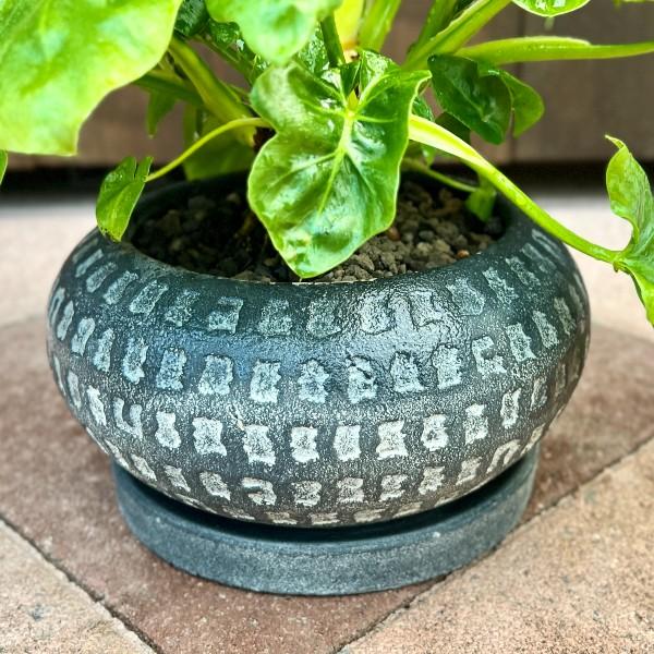 おしゃれ 観葉植物 鉢色選べる：フィロデンドロン セローム スーパー