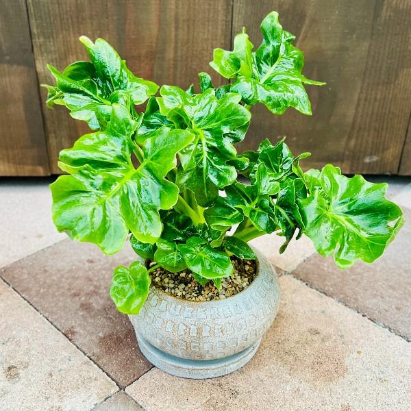 おしゃれ 観葉植物 鉢色選べる：フィロデンドロン セローム スーパー