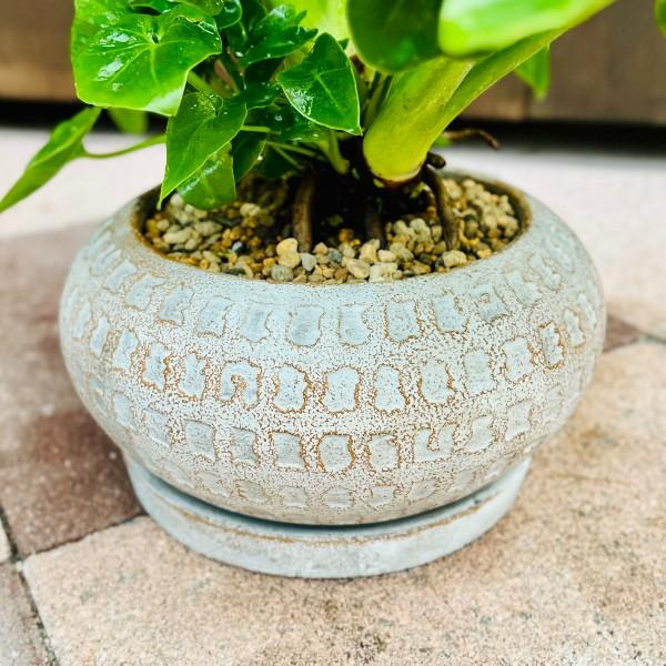 おしゃれ 観葉植物 鉢色選べる：フィロデンドロン セローム スーパー
