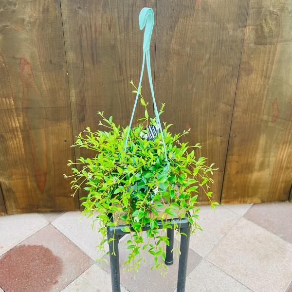 おしゃれ 観葉植物：コドナンテ クラシフォリア*5号 吊り鉢 : 遊恵盆栽