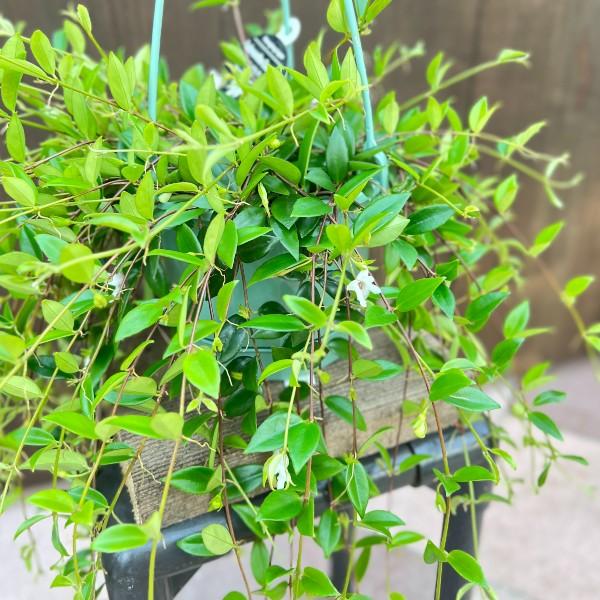 おしゃれ 観葉植物：コドナンテ クラシフォリア*5号 吊り鉢 : 遊恵盆栽