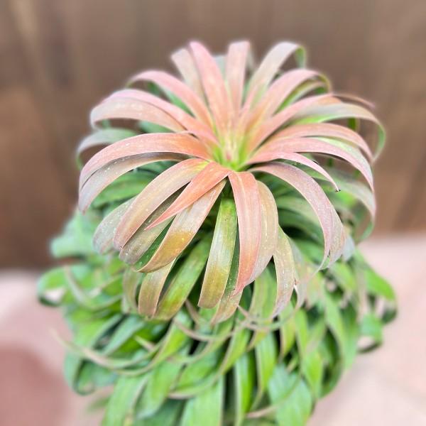 おしゃれ 観葉植物：ユッカ デスメティアーナ*大 Yucca desmetiana