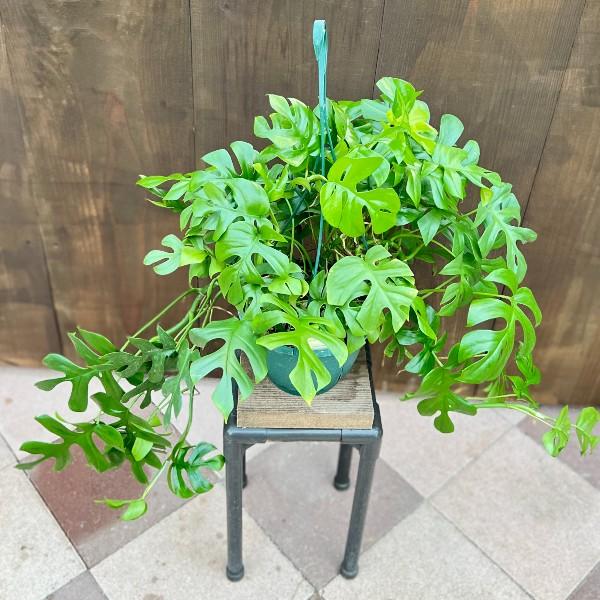 おしゃれ 観葉植物：ヒメモンステラ*7号 吊り鉢 姫モンステラ : 遊恵