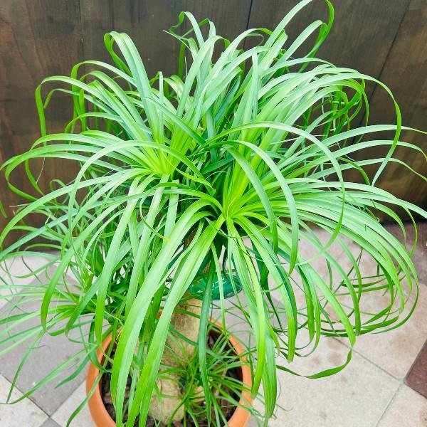 コア様リクエスト トックリラン50個 コア様リクエスト トックリラン50個 コア様リクエスト