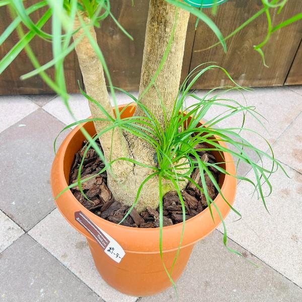 おしゃれ 観葉植物：ノリナ トックリラン ブランチ*1番 プラポット