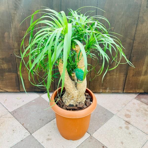 おしゃれ 観葉植物：ノリナ トックリラン ブランチ*2番 プラポット