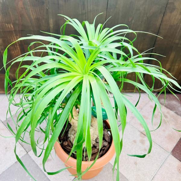 トックリラン ポニーテール 【最終値下げ】現品 ポットごと発送 トックリラン ポニーテール 現品 ポットごと発送