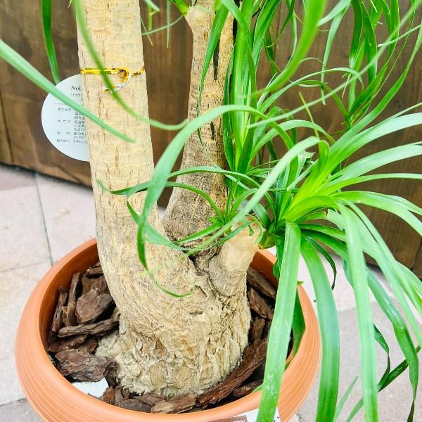 観葉植物 大型 ノリナ トックリラン