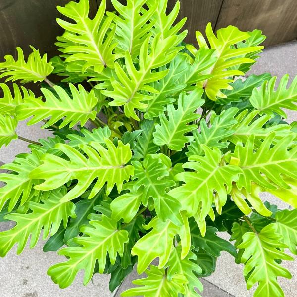 おしゃれ 観葉植物 ：フィロデンドロン ゴールデンザナドゥ*7号