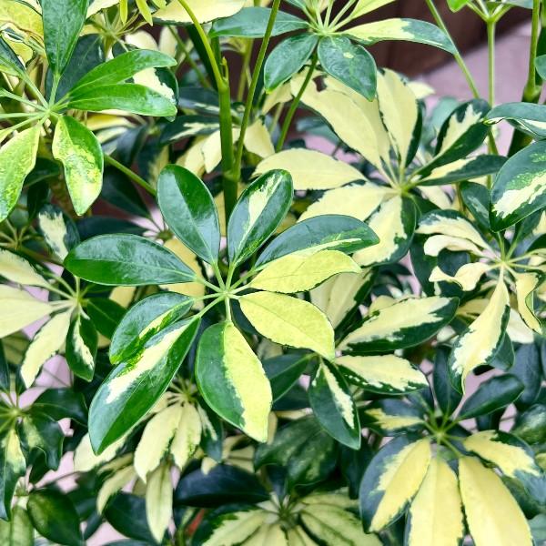 おしゃれ 観葉植物：シェフレラ トリネッティ*斑入り ホンコンカポック