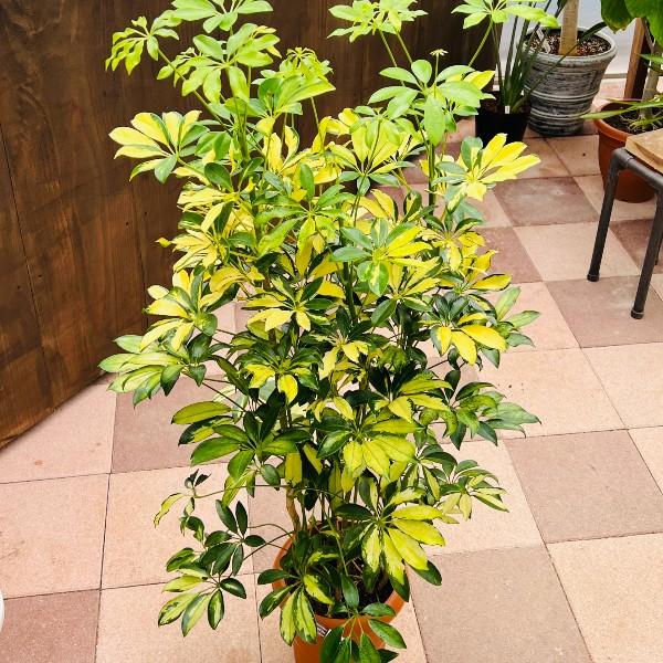 おしゃれ 観葉植物：シェフレラ トリネッティ*斑入り ホンコンカポック