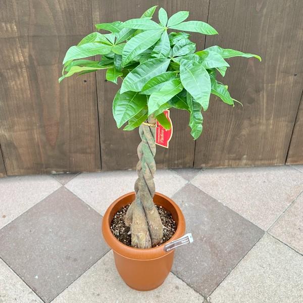 おしゃれ 観葉植物：ねじりパキラ*7号 茶ポット ネジリパキラ : 遊恵