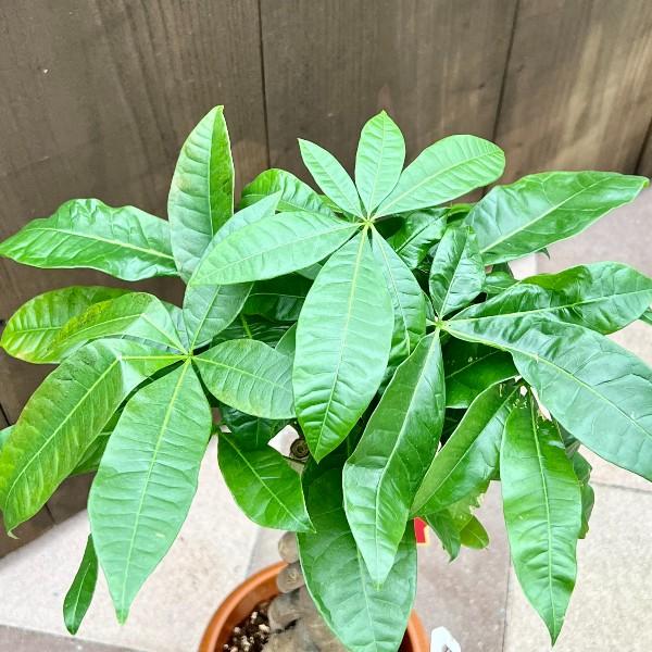 おしゃれ 観葉植物：ねじりパキラ*7号 茶ポット ネジリパキラ : 遊恵