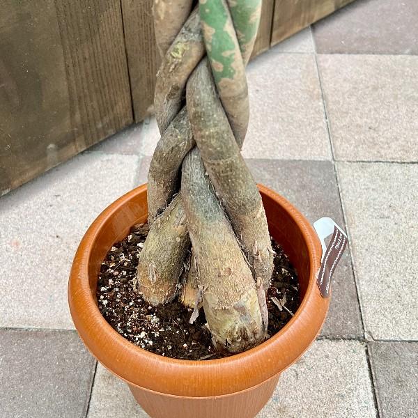 おしゃれ 観葉植物：ねじりパキラ*7号 茶ポット ネジリパキラ : 遊恵