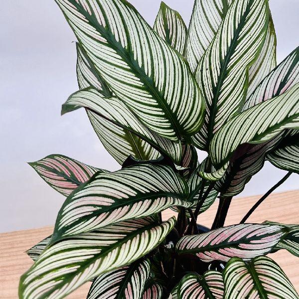 カラテア マエスティカ ホワイトスター 陶器鉢 お皿付き | chicshabu.com