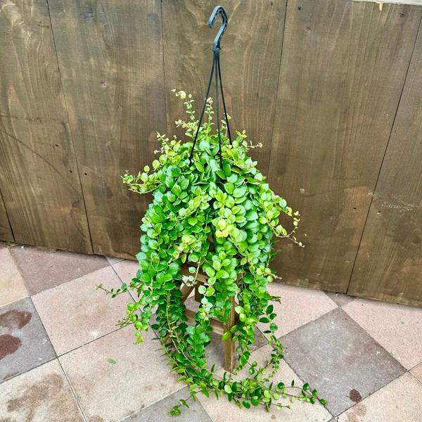 おしゃれ 観葉植物：エスキナンサス タイピンク*5号 吊り鉢 【2024.02