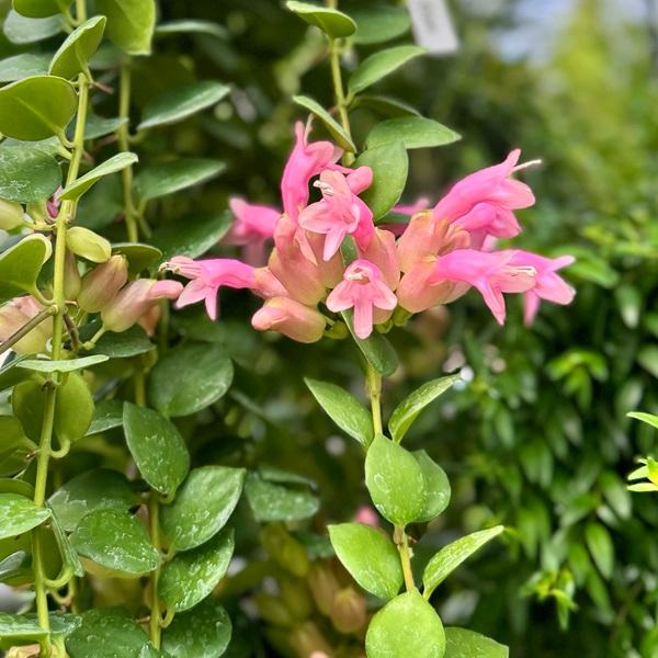 おしゃれ 観葉植物：エスキナンサス タイピンク*5号 吊り鉢 【2024.02