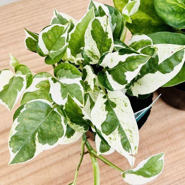 おしゃれ 観葉植物：ポトス エンジョイ＆グローバルグリーン